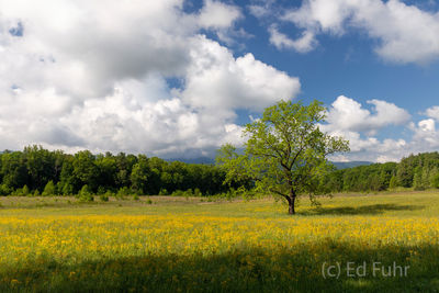 Late Spring Splendor