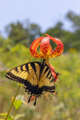 Butterfly on Turks Cap