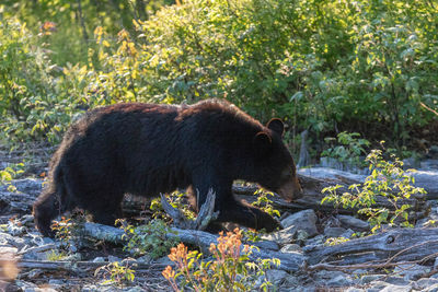 Feeding Bear