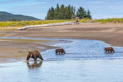 brown bear, salmon, lake clark, alaska