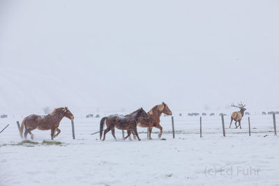 horse, winter, elk, Tetons, Grand Teton