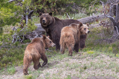 Springtime with 399 and Blondie in the Tetons 2018 