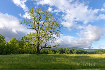 Spring Oak