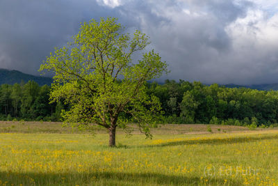 Spring Resolve