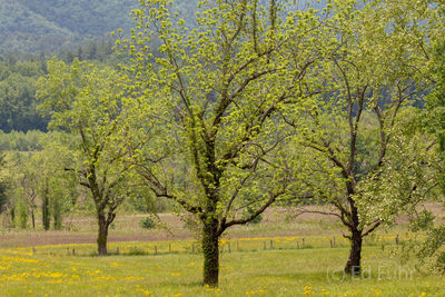 Dancing Spring Trees