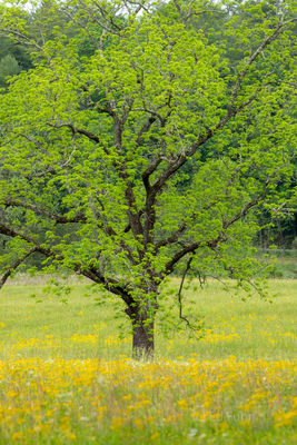 Cades Cove Spring Growth