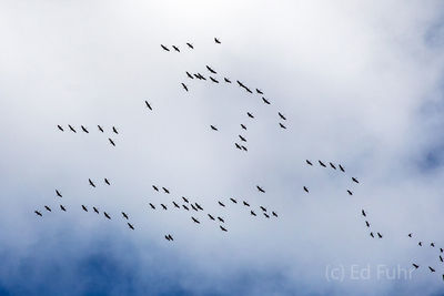 Kettle of Cranes