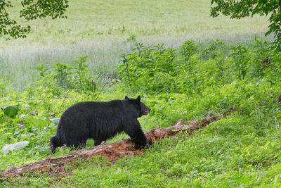 Into the Meadow