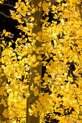 Glowing Aspen