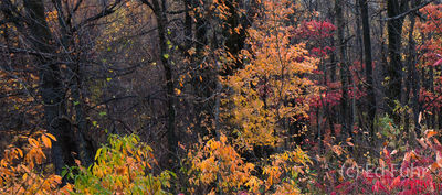 Autumn Understory