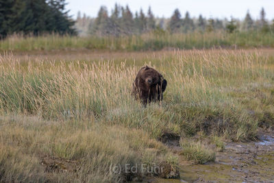 brown bear, salmon, lake clark, alaska