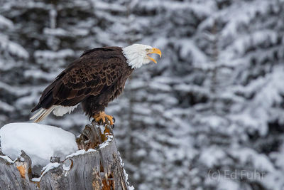 bald eagle, winter, Tetons, Grand Teton