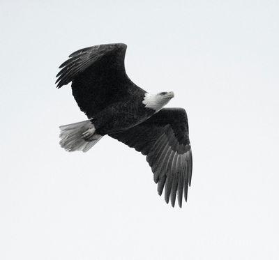Bald Eagle Black and White