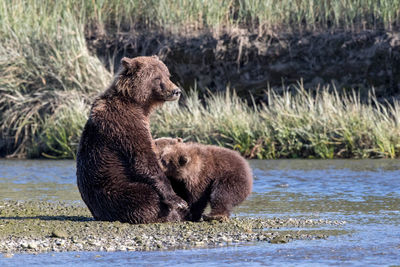 brown bear, salmon, lake clark, alaska