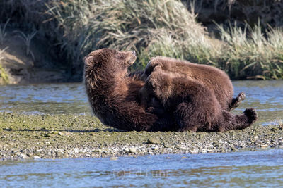 brown bear, salmon, lake clark, alaska