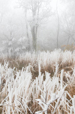 Heavy Rime Grasses