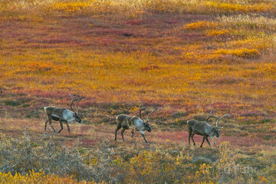 Three Caribou
