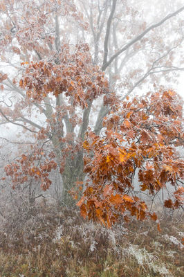 Oak and Ice