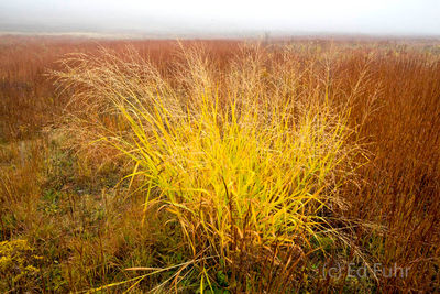 Big Meadows Fall Grass