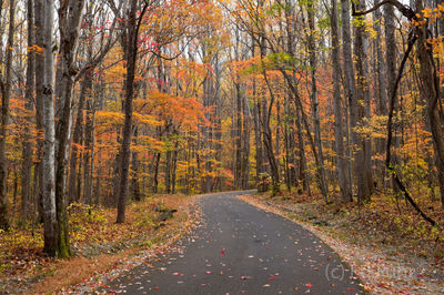 Autumn Drive, Roaring Fork