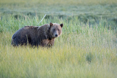 brown bear, salmon, lake clark, alaska