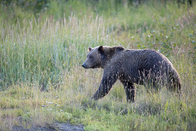 brown bear, salmon, lake clark, alaska