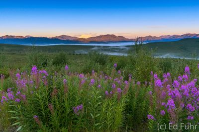 Fireweed at Sunrise
