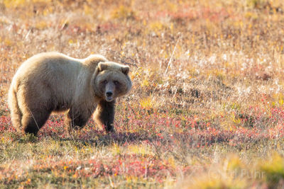 Grizzly in Denali