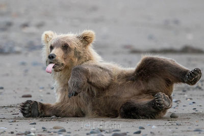 brown bear, salmon, lake clark, alaska