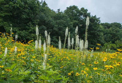 Black Cohosh