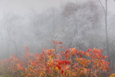 Frozen Sumac
