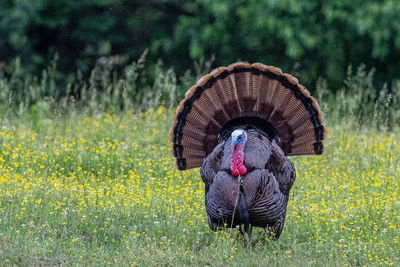 Turkey Strut