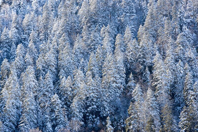 Winter's Ghosts