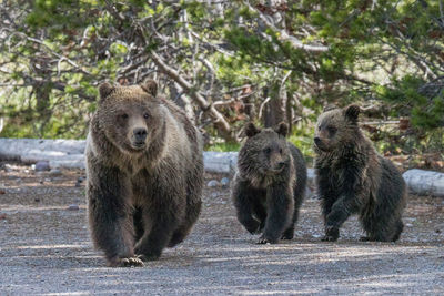 blondie, grizzly, bear, grand teton, photo, image, spring, cub, 2018, Tetons