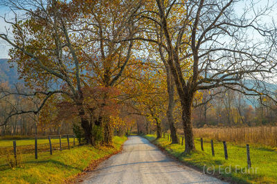 Sparks Lane, Autumn 2016
