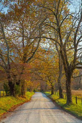 Sparks Lane II, Autumn 2016