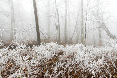 Frozen Understory