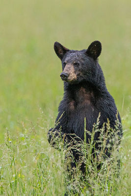 Black Bear Standing