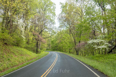 Spring Colors on Skyline Drive