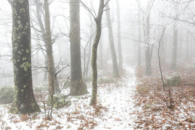 Rime Ice on Appalachian Trail