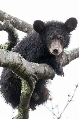 Bedraggled Bear