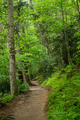 Trillium Gap Trail