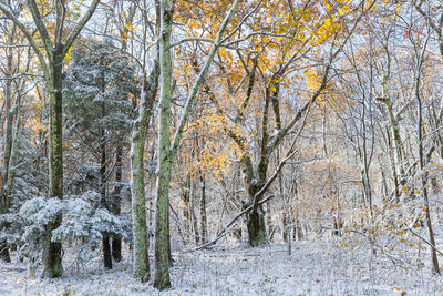 Color in the Wintry Woods