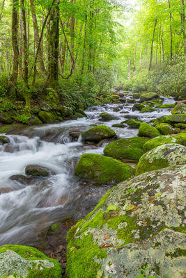 Springtime Along the Roaring Fork