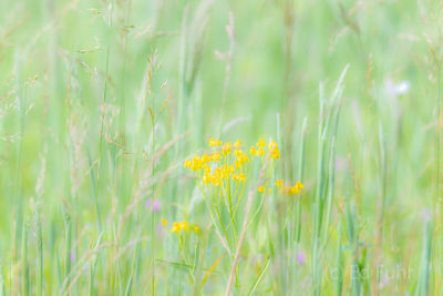 Spring Yellow