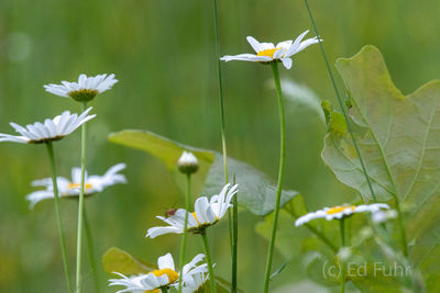 Daisies