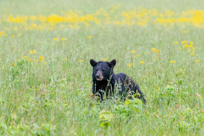 In the Meadow