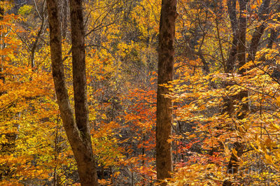 Autumn Understory, Great Smoky Mountains