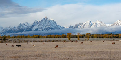 Horse Country