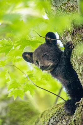 Peekaboo